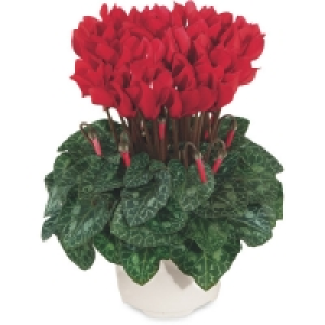 Aldi  Cyclamen 4 Pack