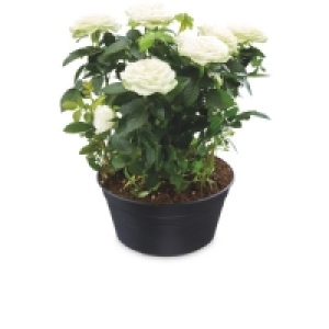 Aldi  Rose Bowl 20cm