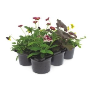 Aldi  Autumn Basket Plants