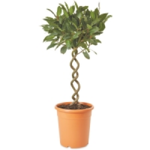 Spiral Bay Tree