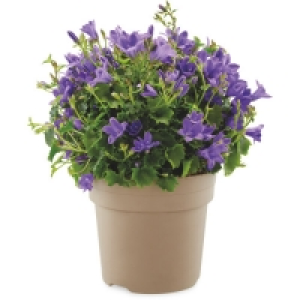 Aldi  Campanula 10.5cm