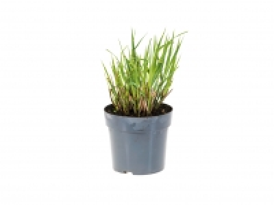Ornamental Grass1