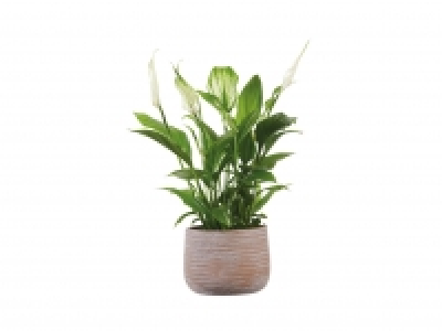 Peace Lily in Ceramic Pot1