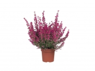 Heather Erica Gracilis1