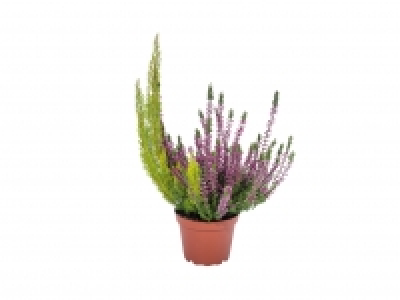 Bicolour Heather1