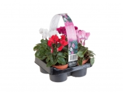 British Cyclamen 1 £2.79