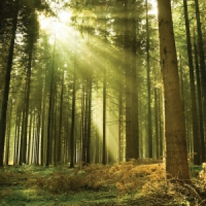 ohpopsi Sunlight Through Trees Wall Mural - XL 3.5m (W) x 2. £79.99
