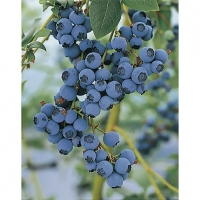 Wickes  Unwins Bluecrop Blueberry Plant - 1L