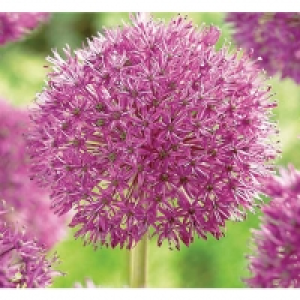 Allium, Purple Sensation £1.50