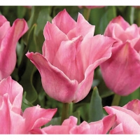 Wickes  Triumph Tulips, Miss Elegance - Pink