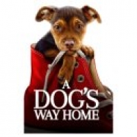 Asda Dvd A Dogs Way Home
