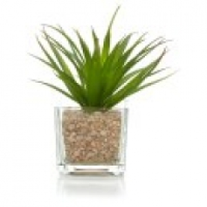 George Home Succulent Arrangement