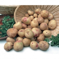 Wickes  Unwins Cara Seed Potatoes - 2kg