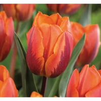 Wickes  Triumph Tulips, Princess Irene - Orange/Red