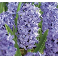 Wickes  Hyacinths, Delft Blue