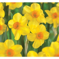 Wickes  Daffodills, Martinette - Yellow/orange