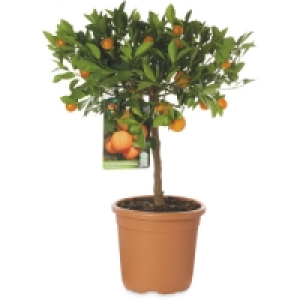 Citrus Plants £14.99