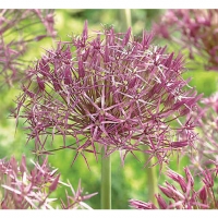 Wickes  Star of Persia, Allium Christophii - Purple