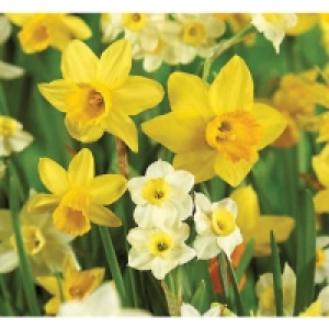 Minature Daffodils, Mixed - Yellow/white