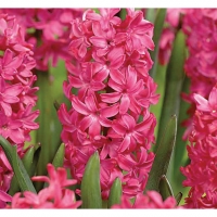 Wickes  Hyacinths, Jan Bos - Pink