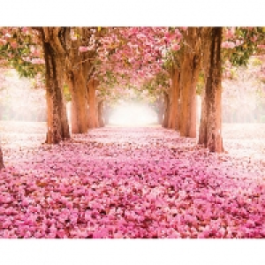 ohpopsi Pink Cherry Blossoms Wall Mural - XL 3.5m (W) x 2.8m £80.00