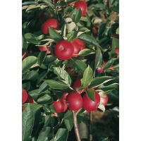 Wickes  Unwins Discovery Bare Root Apple Tree