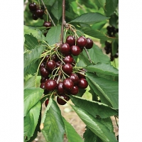 Wickes  Unwins Crown Morello Root Cherry Tree