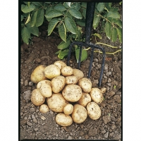 Wickes  Unwins Rocket Seed Potatoes - 2kg