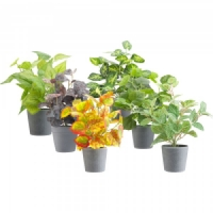 Lifestyle Indoor Artificial Plant Collection Med