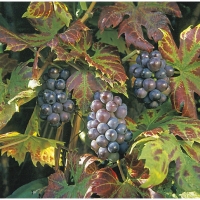 Wickes  Unwins Boskoop Glory Grape Vine Outdoor Plant - 2L