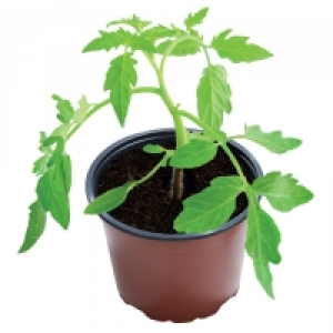 Professional Growing Pots 21cm 3 Pack