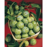 Wickes  Unwins Old Fashioned Bare Root Greengage Tree
