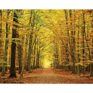 ohpopsi Autumn Leaves Wall Mural - L 3m (W) x 2.4m (H) £60.00