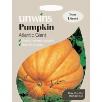 Wickes  Unwins Atlantic Giant Pumpkin Seeds