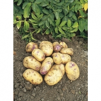 Wickes  Unwins Potato King Edward - 2kg