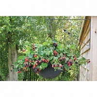 Wickes  Unwins Black Cascade Blackberry Bush Outdoor Plant - Pack of