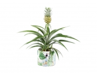 Pineapple Plant in Tropical Pot £7.99