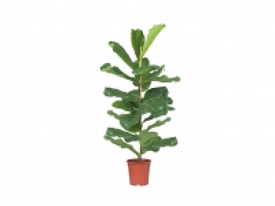Large Green Houseplant £10.99