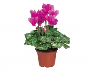 British Cyclamen £1.79