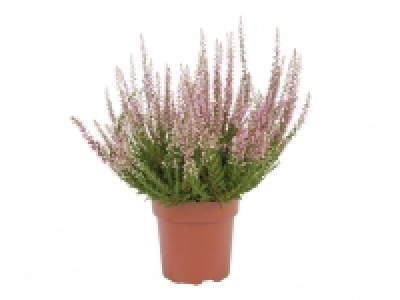 Autumn Heather £1.99