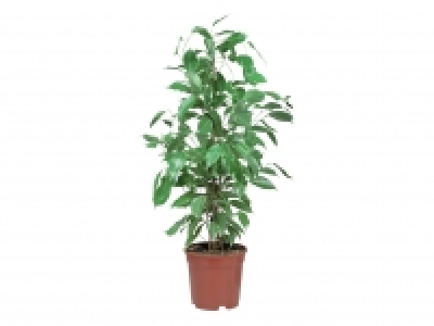 Green Houseplants £4.99