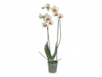 Twin Stem Orchid £7.99