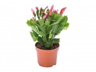 Christmas Cactus £1.79