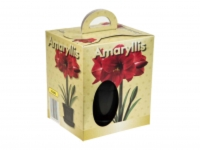 Grow Your Own Amaryllis £2.79