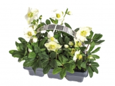 Christmas Roses £7.99