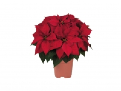 Large Poinsettia £6.49