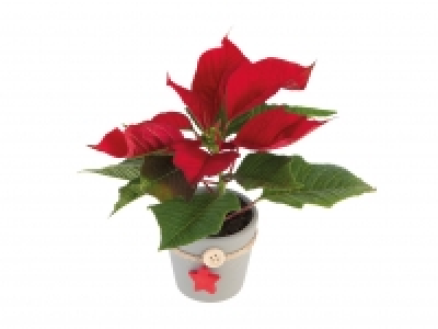 Mini Poinsettia with Pot £1.79
