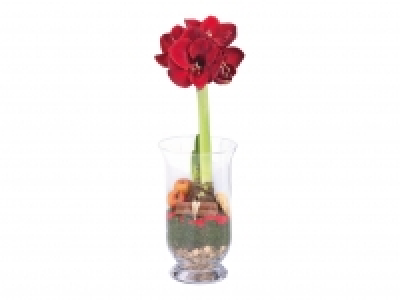 Amaryllis in Glass Vase £6.99