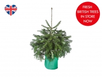 Lidl  3ft Potted Christmas Tree
