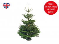 Lidl  6ft Non-Drop Fir Christmas Tree